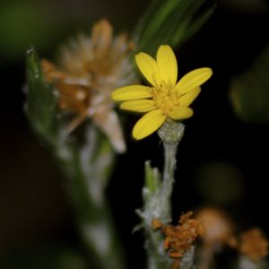 narrowleaf slikgrass flower